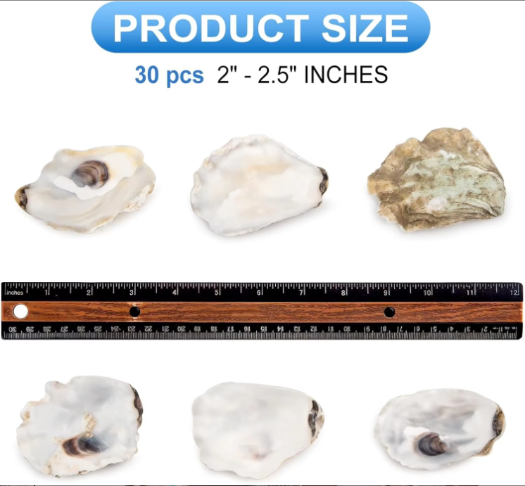 Natural Oyster Shells with Faux Pearl for Crafts (30 pcs)