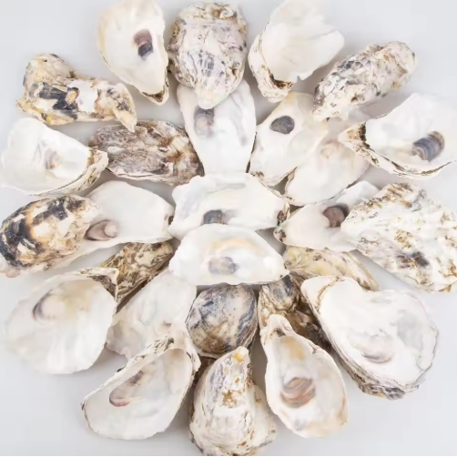 Natural Oyster Shells with Faux Pearl for Crafts (30 pcs)