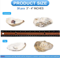 Natural Oyster Shells with Faux Pearl for Crafts (30 pcs)