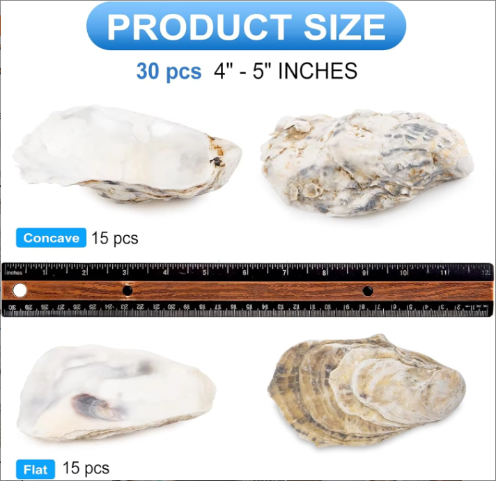 Natural Oyster Shells with Faux Pearl for Crafts (30 pcs)