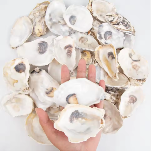 Natural Oyster Shells with Faux Pearl for Crafts (30 pcs)
