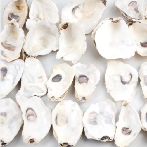Natural Oyster Shells with Faux Pearl for Crafts (30 pcs)
