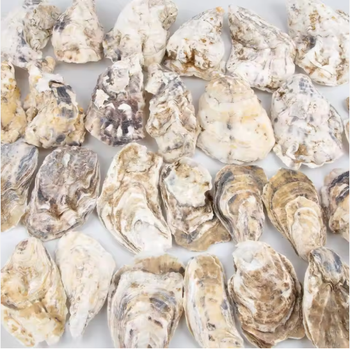 Natural Oyster Shells with Faux Pearl for Crafts (30 pcs)
